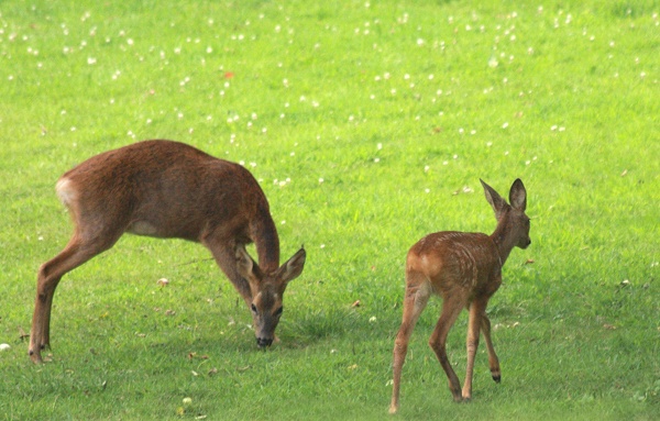 Roe deer doe and fawn