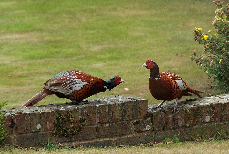 Cock Pheasants