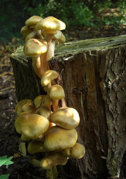 Honey Fungus - Armillaria mellea