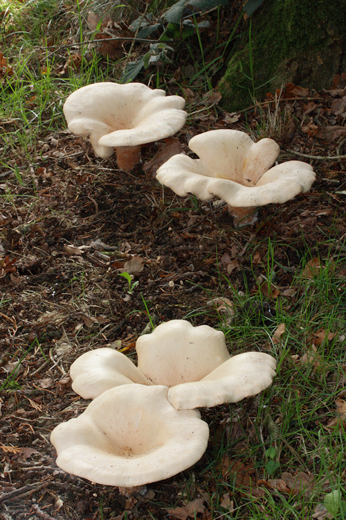 Trooping funnel mushroom, Clitocybe geotropa