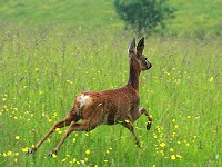Roe deer - Capreolus capreolus