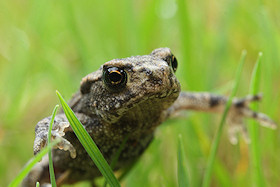 Baby Frog - Rana temporaria