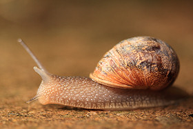 Common Snail - Helix aspersa