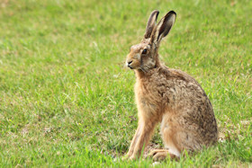 Brown hare - Lepus europaeus