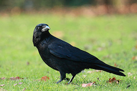 Carrion Crow - Corvus corone