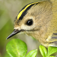 Goldcrest - Regulus regulus