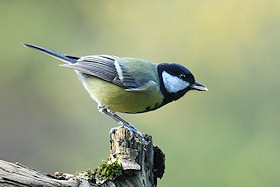 Great Tit - Parus major