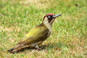 Green Woodpecker - Picus viridus