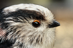 Long-tailed Tit - Aegithalos caudatus