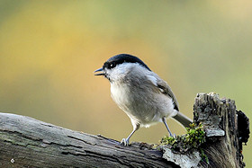 Marsh Tit - Parus palustris