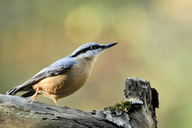 Nuthatch - Sitta europaea