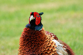 Pheasant - Phasianus colchicus