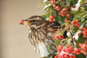 Redwing - Turdus iliacus - eating Pyracantha berries