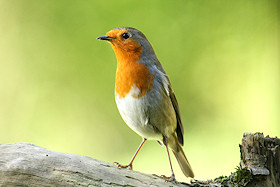 Robin - Erithacus rubecula