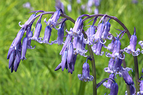 True English Bluebells