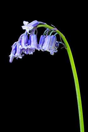 Low-Key Single English Bluebell