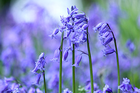 English Bluebells