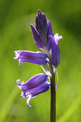 Backlit English Bluebell