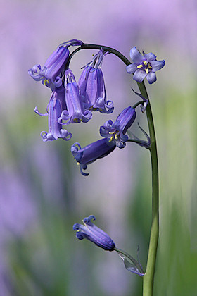 English Bluebell