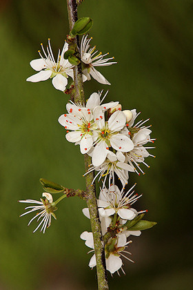 Blackthorn