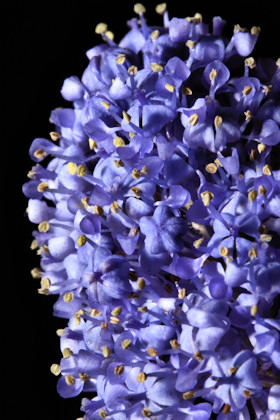 Ceanothus - Californian Lilac