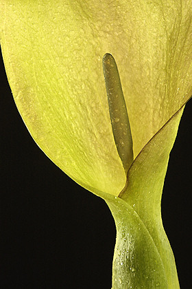 Cuckoo Pint - Lords and Ladies