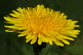 Dandelion