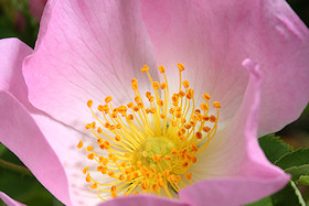 Dog Rose - Rosa Canina