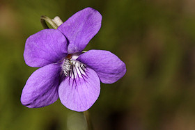 Dog Violet