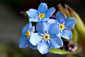 Forget-me-not - Myosotis sylvatica