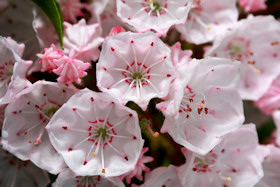 Calico Bush - Kalmia Latifolia