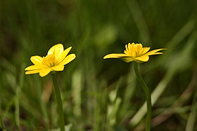 Lesser Celandine