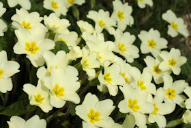 Primroses - Primula vulgaris