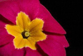 Primula - spectacular colours