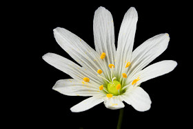 Greater Stitchwort