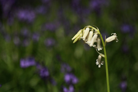 White Bluebell standing out from the crowd - Hyacinthoides non-scripta