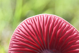 Amethyst Deceiver - Laccaria amethystea