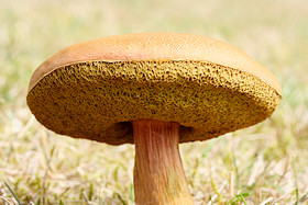 Boletus sp.