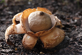 Collared Earthstar - Geastrum triplex