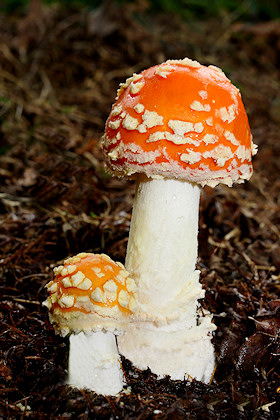 Fly Agaric - Amanita muscaria