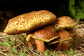 Red Cracking Boletes - Boletus chrysenteron