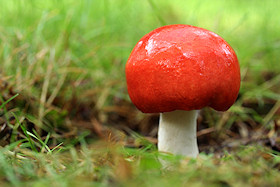 Russula sp.