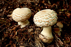 Shaggy Parasols - Chlorophyllum brunneum