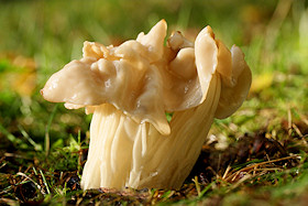 White Saddle - Helvella crispa