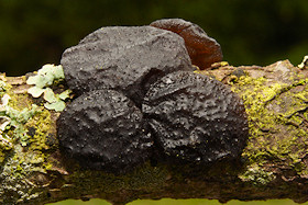 Witches Butter - Exidia glandulosa