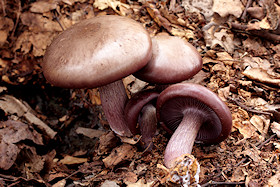 Wood Blewit - Lepista nuda