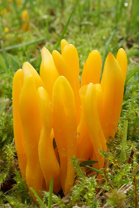 Yellow Club Fungus - Clavulinopsis helvola