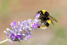 Bee on Lavender