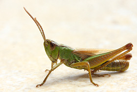 Grasshopper