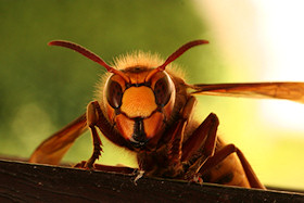 Hornet